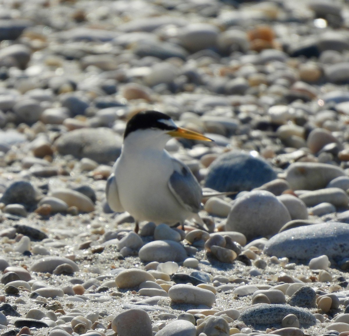 Least Tern - ML620794364