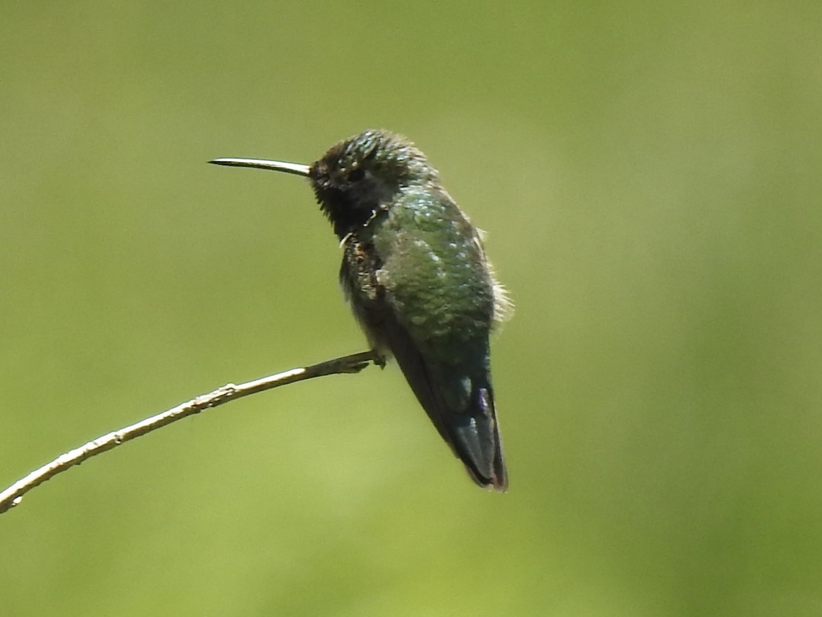 Broad-tailed Hummingbird - ML620794367