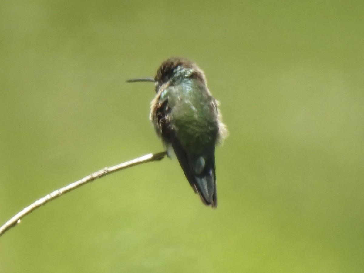 Broad-tailed Hummingbird - ML620794368