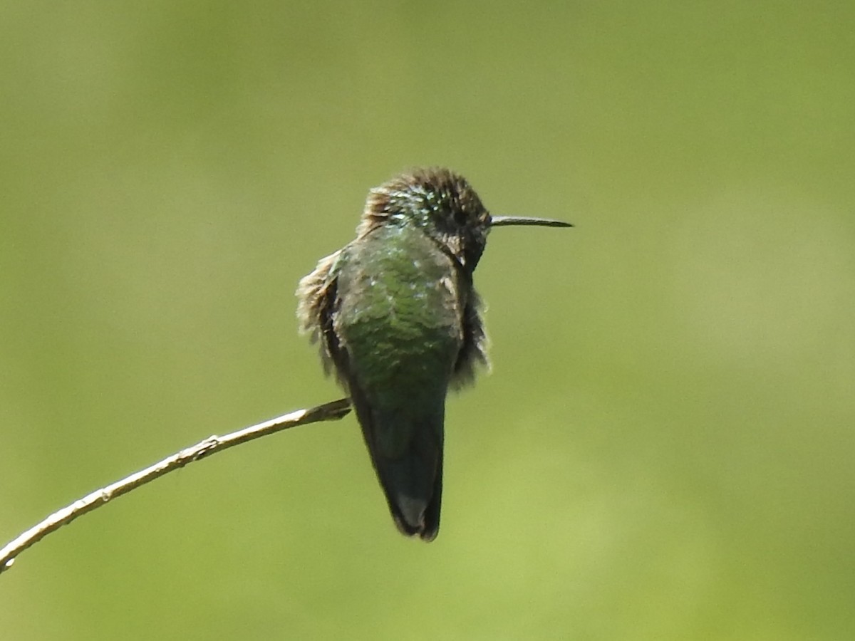 Broad-tailed Hummingbird - ML620794369