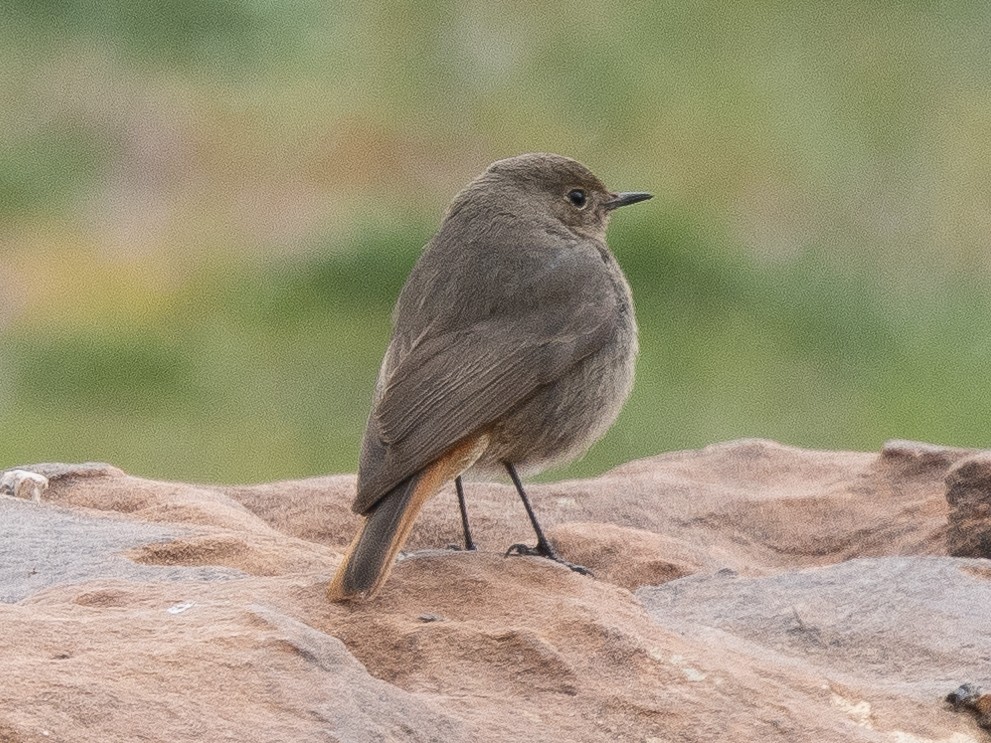 Black Redstart - ML620794379