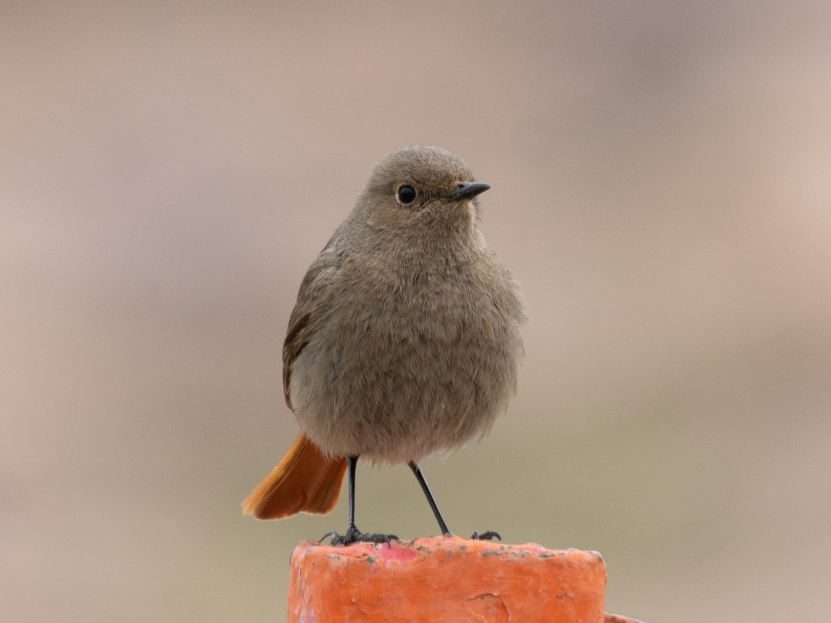 Black Redstart - ML620794381