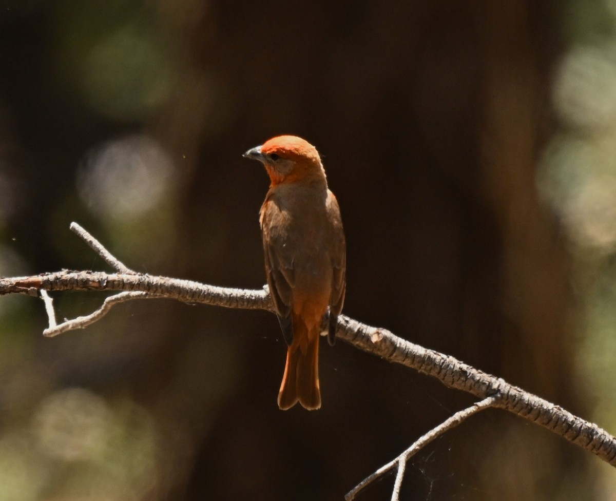 Hepatic Tanager - ML620794384