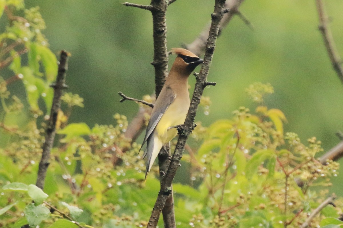 Cedar Waxwing - ML620794385