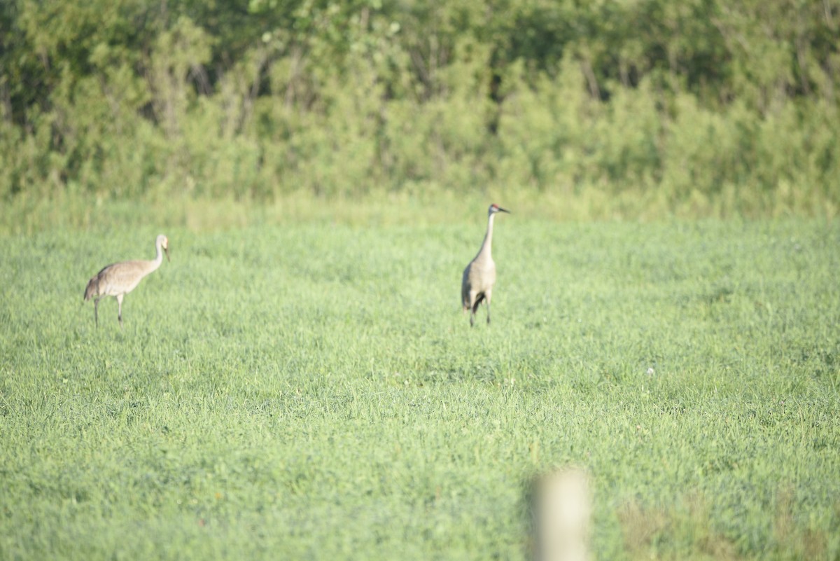 Grulla Canadiense - ML620794387