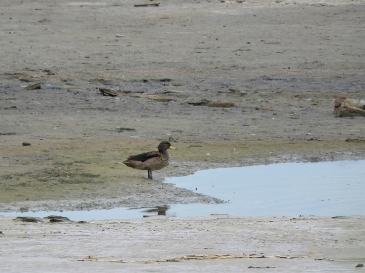 Yellow-billed Teal - ML620794388