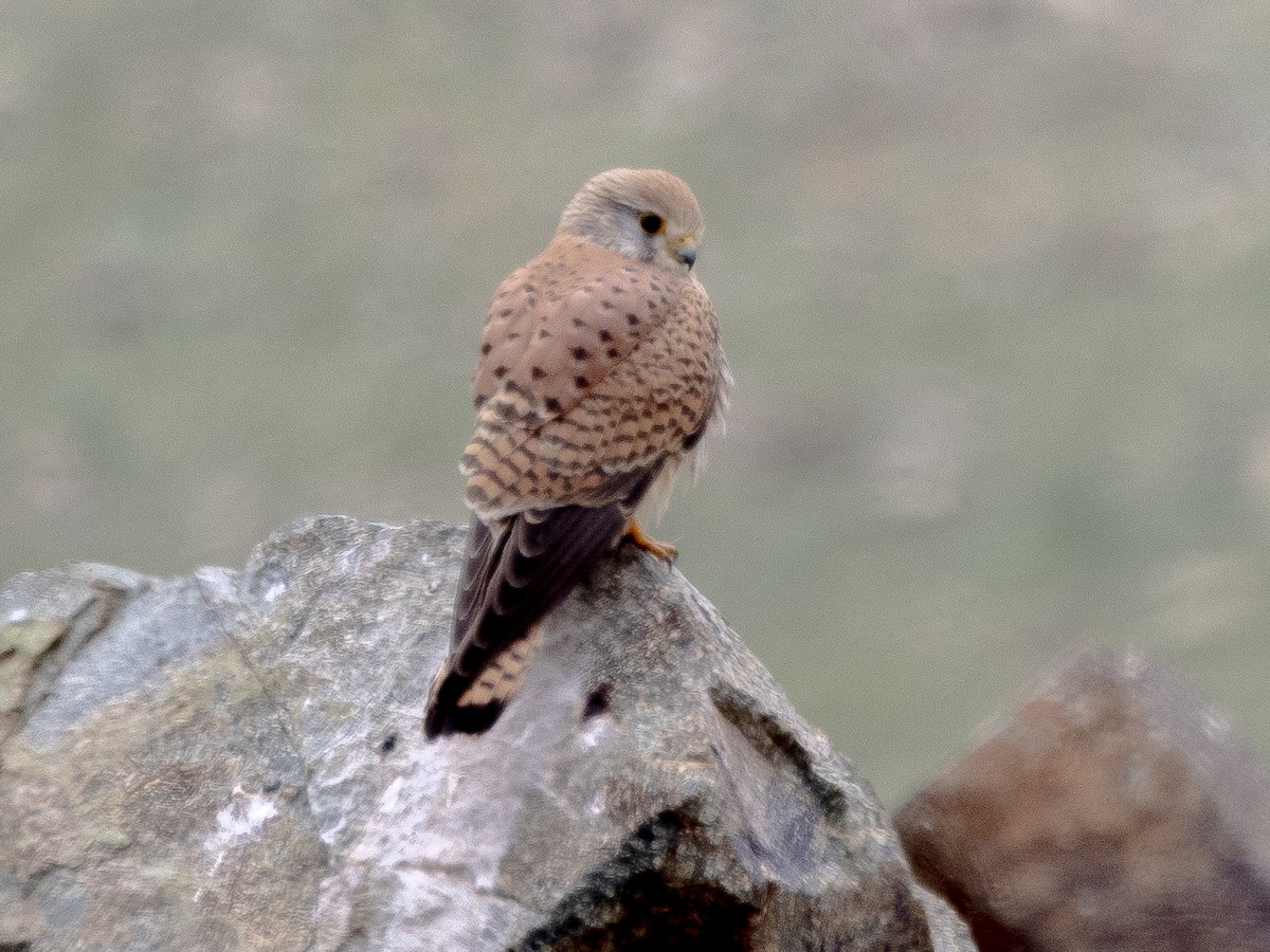 Lesser Kestrel - ML620794389