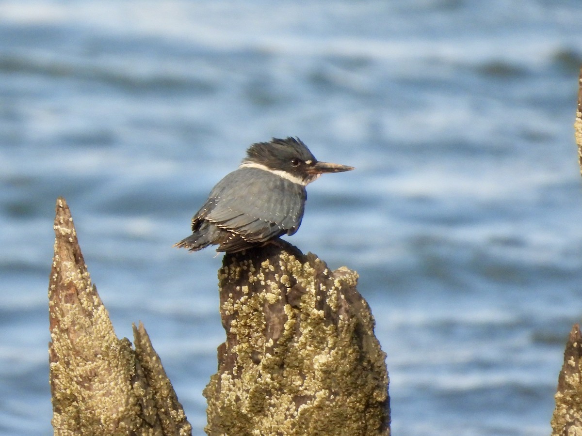 Belted Kingfisher - Kathleen Coyle