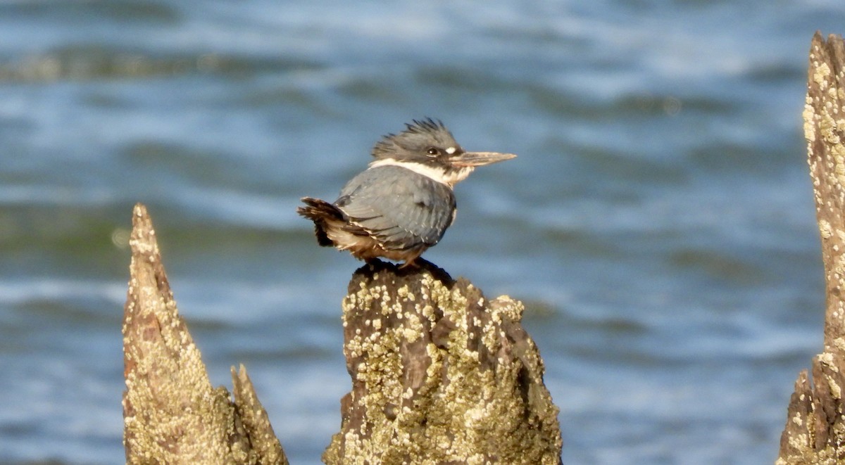 Belted Kingfisher - ML620794393