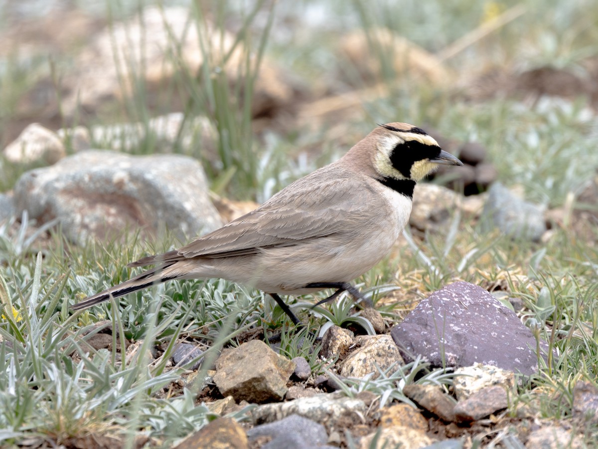 Horned Lark (Atlas) - ML620794397