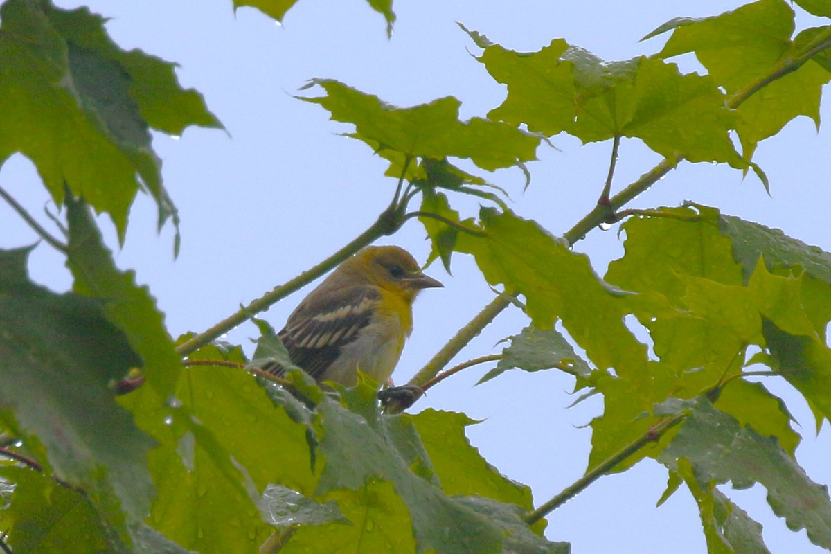 Baltimore Oriole - ML620794399