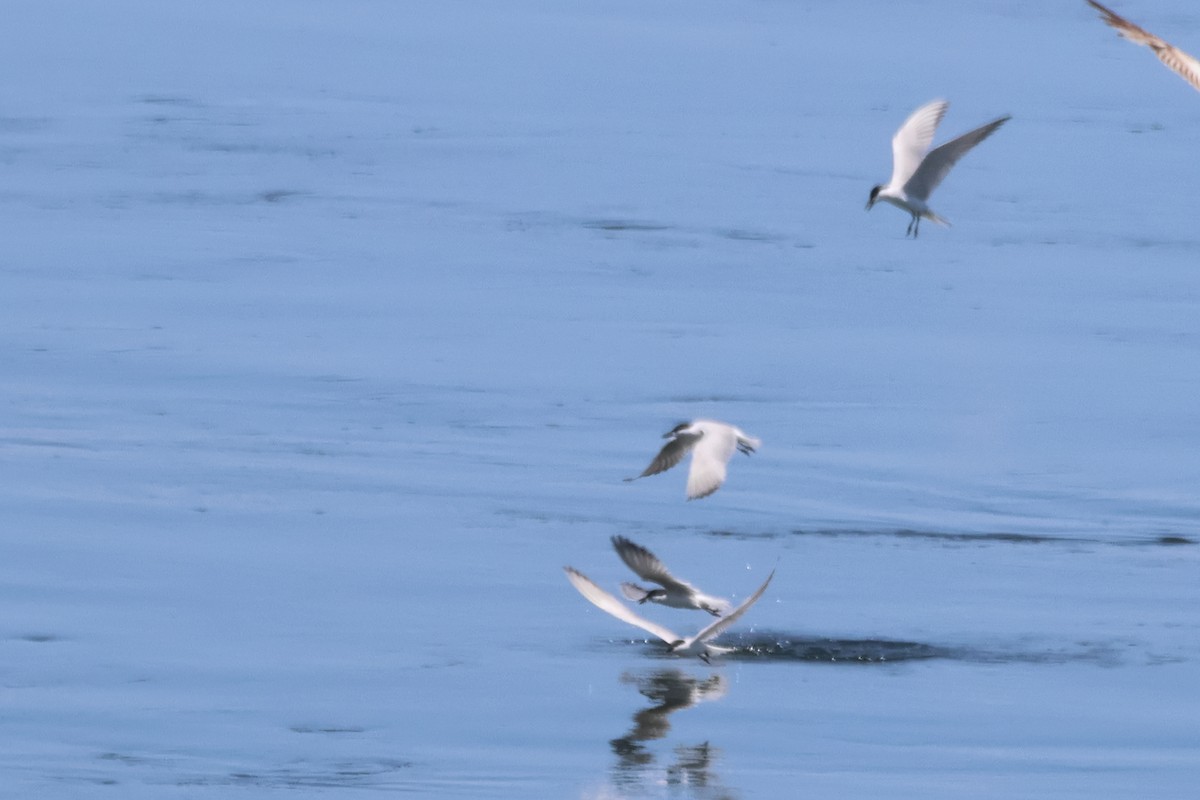 Gull-billed Tern - ML620794400