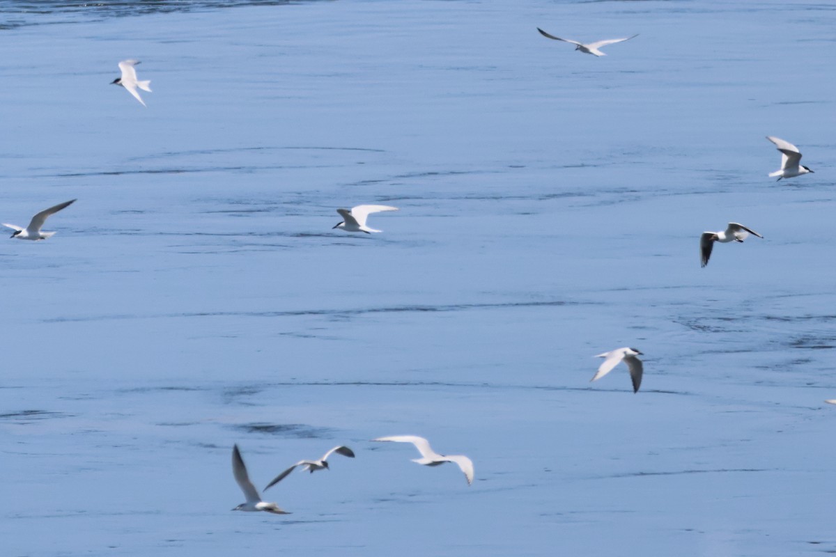 Gull-billed Tern - Alexandre Hespanhol Leitão