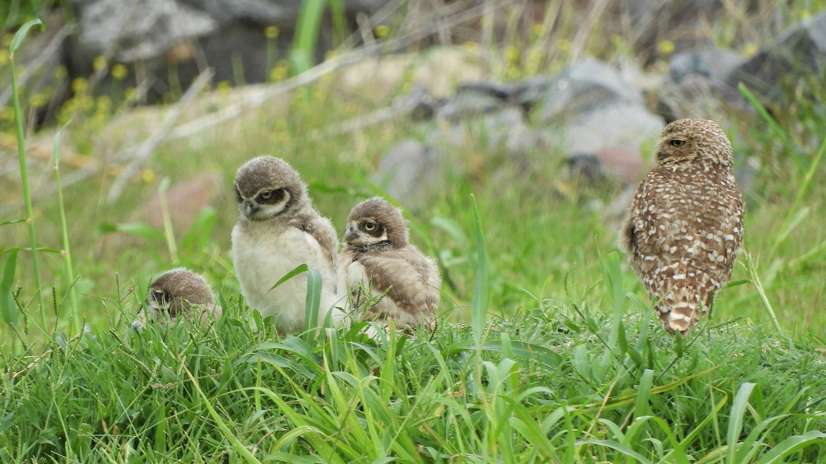 Burrowing Owl - ML620794402