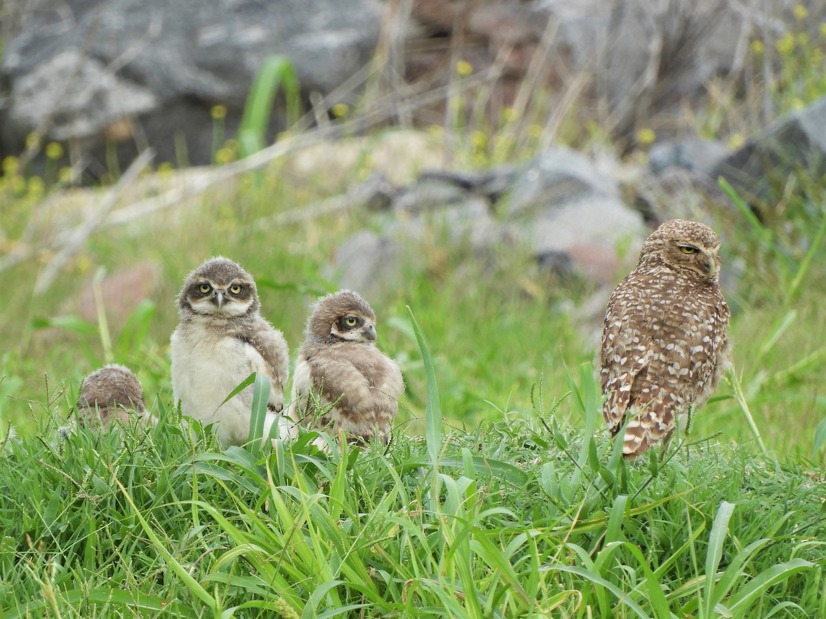 Burrowing Owl - ML620794404