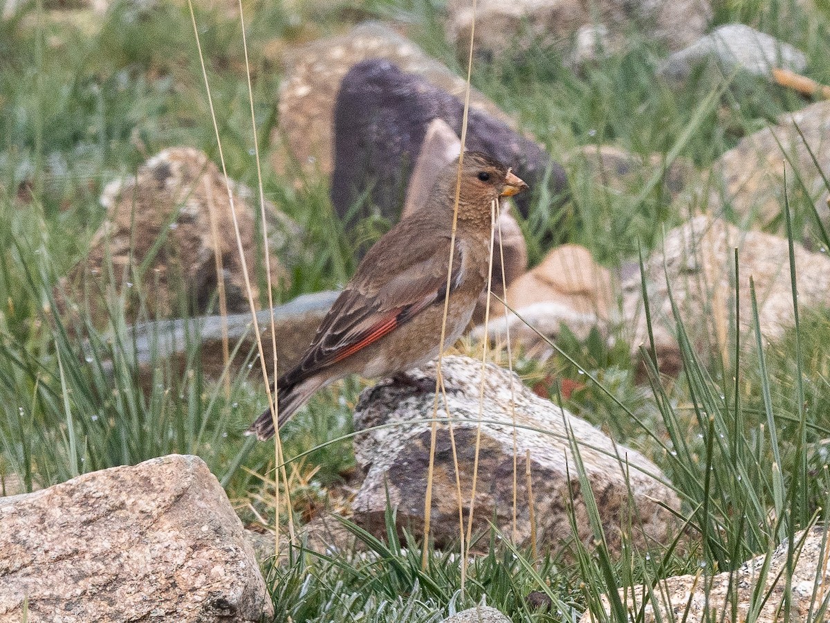 Crimson-winged Finch - ML620794409