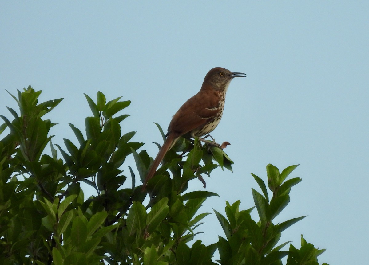 Brown Thrasher - ML620794411