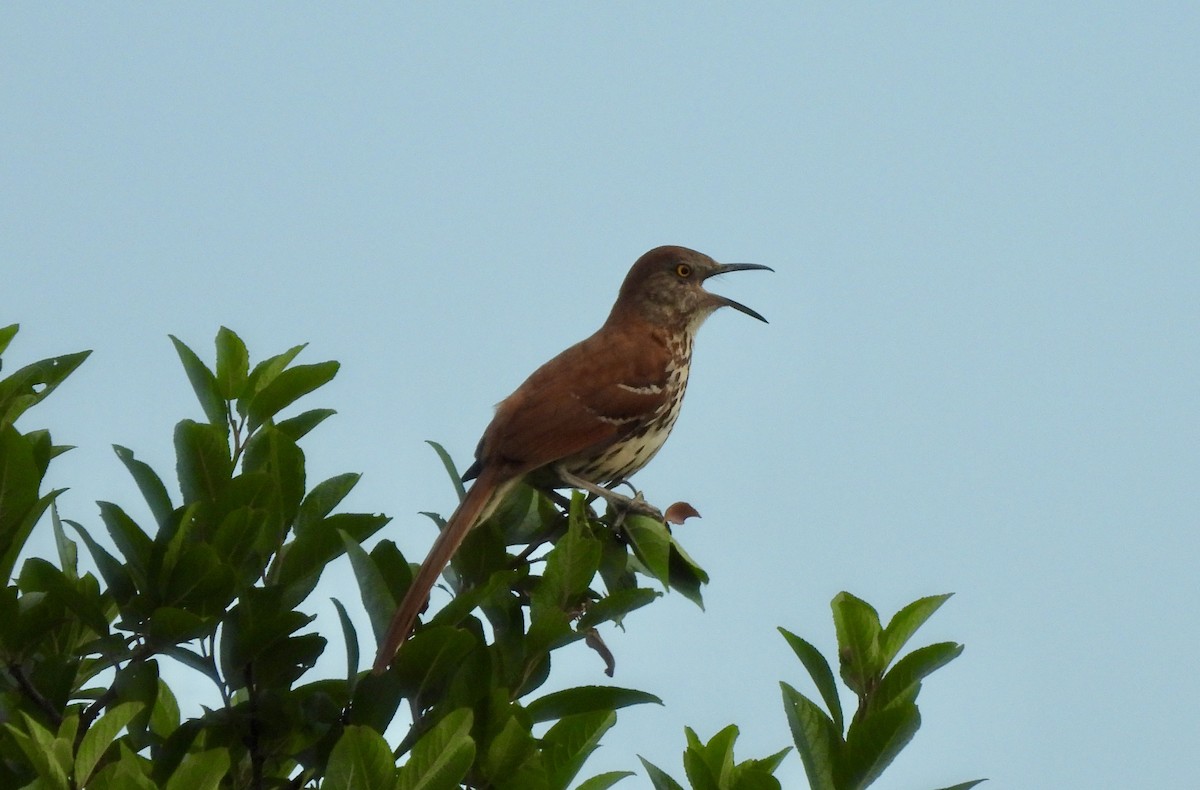 Brown Thrasher - ML620794412