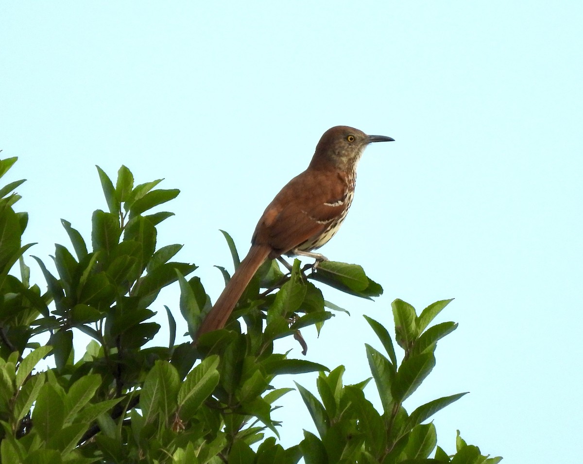 Brown Thrasher - ML620794413