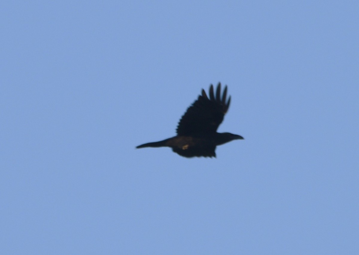 Common Raven - ML620794414