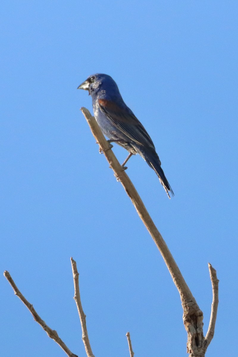 Blue Grosbeak - ML620794418