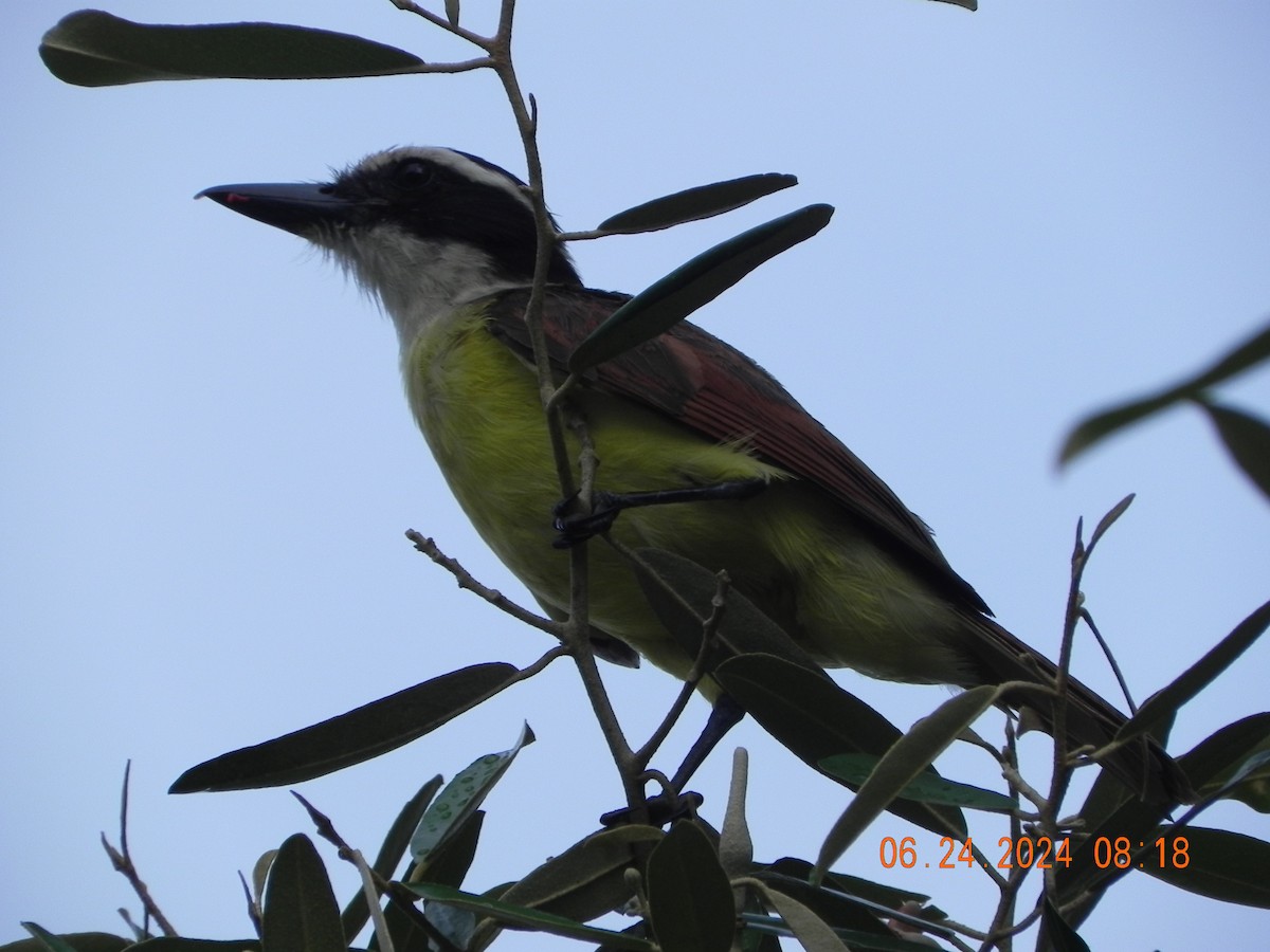 Great Kiskadee - ML620794419