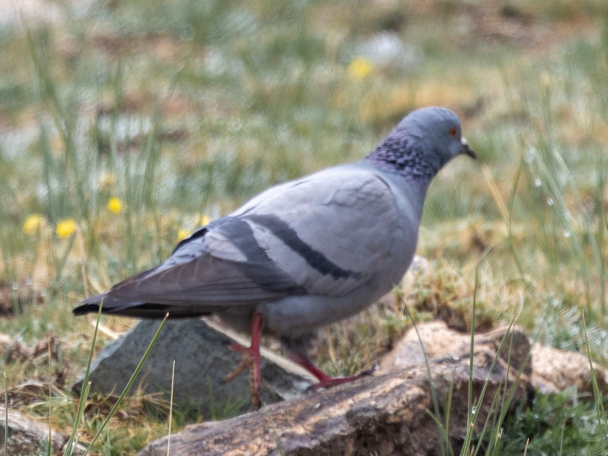 Rock Pigeon (Wild type) - ML620794421