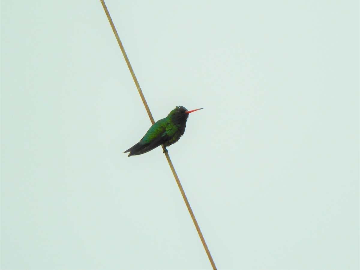 kolibřík lesklobřichý - ML620794422