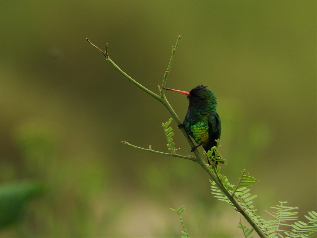 kolibřík lesklobřichý - ML620794423