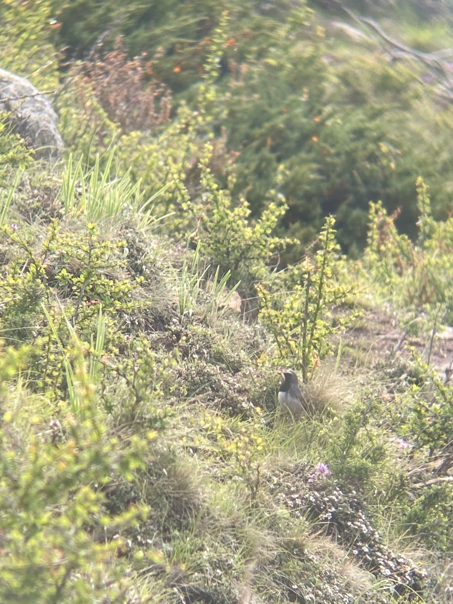 Himalayan Rubythroat - ML620794425