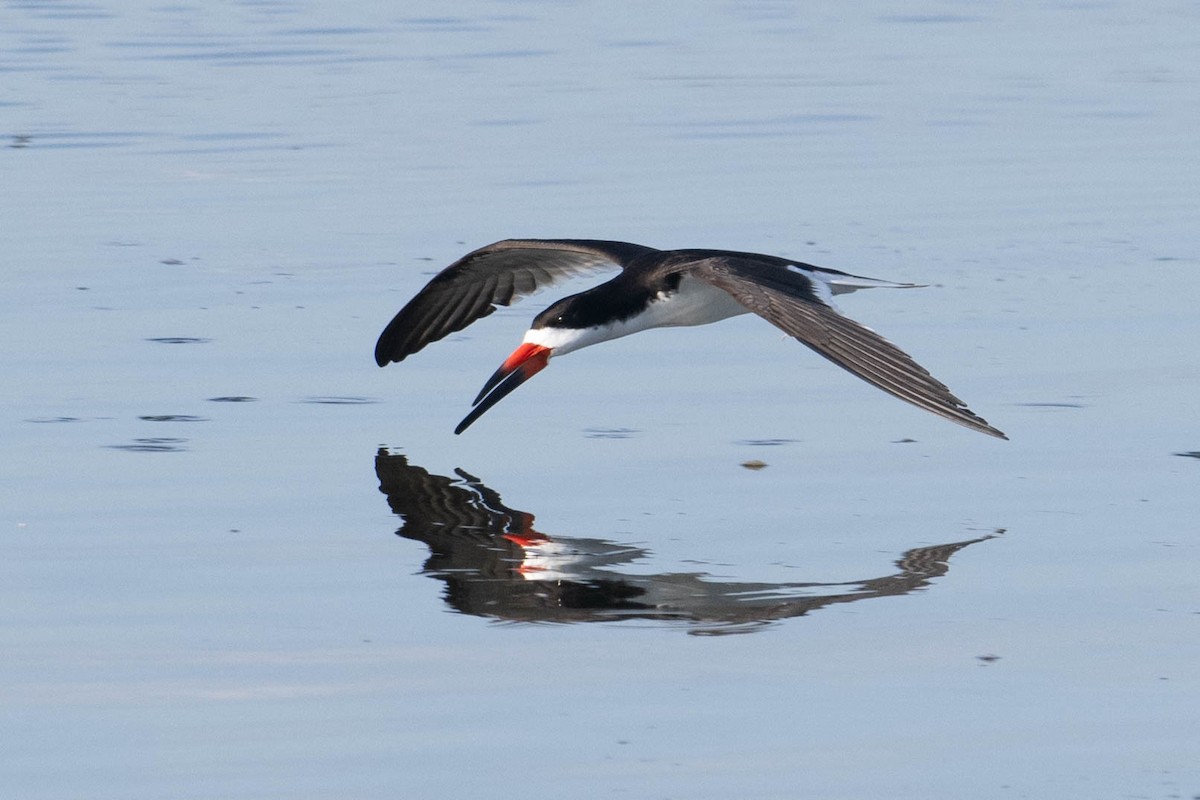 Black Skimmer - ML620794432