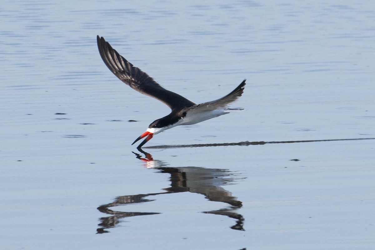 Black Skimmer - ML620794446