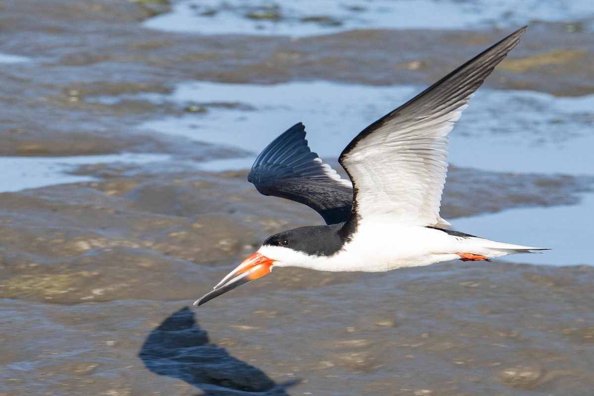 Black Skimmer - Nancy Christensen