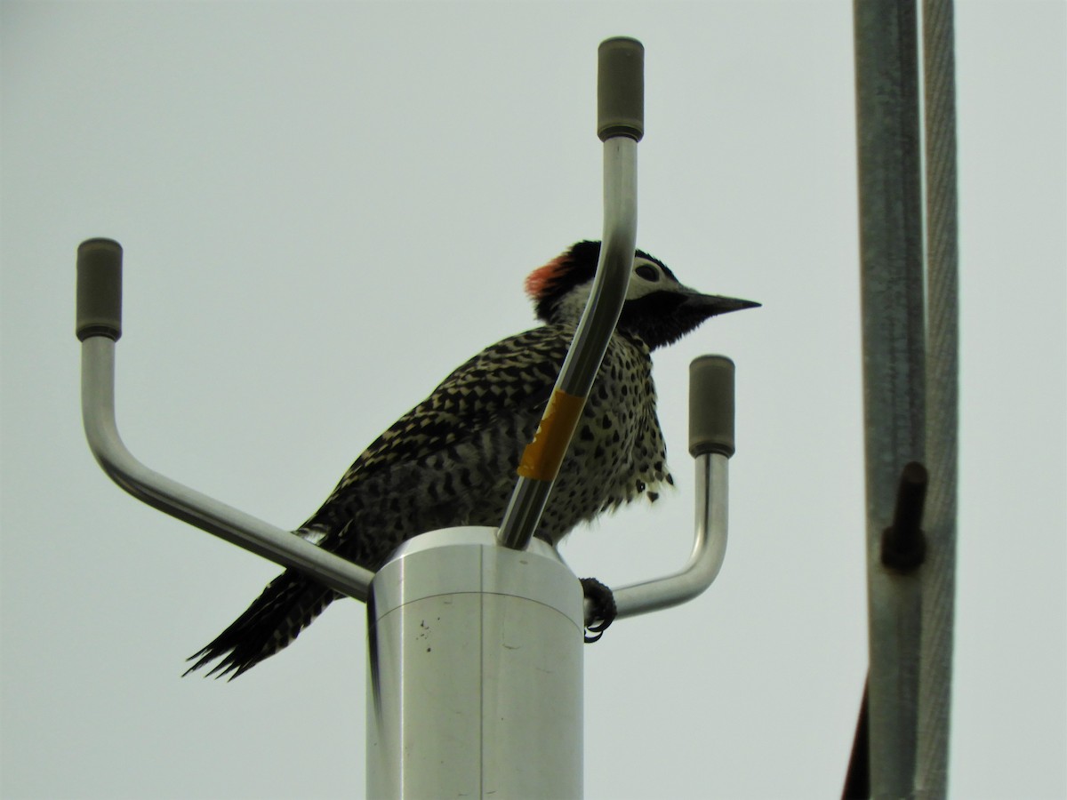 Green-barred Woodpecker - ML620794464