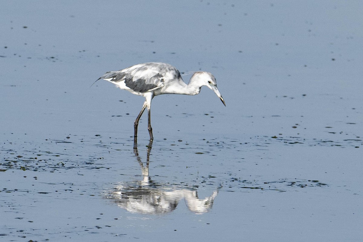 Little Blue Heron - Nancy Christensen