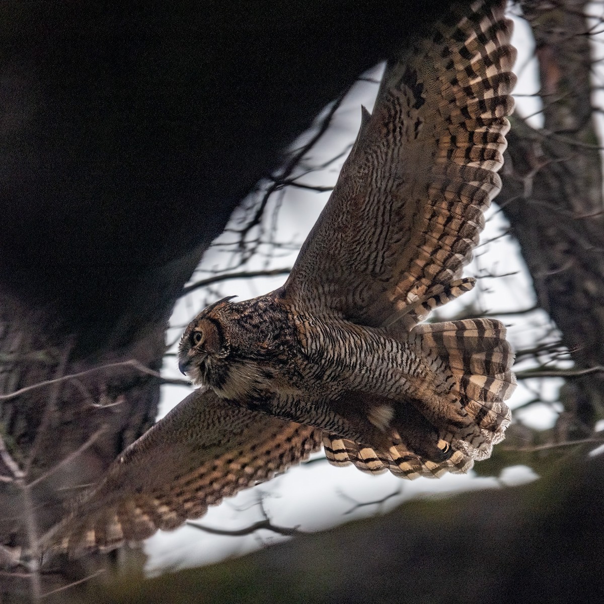 Great Horned Owl - ML620794479