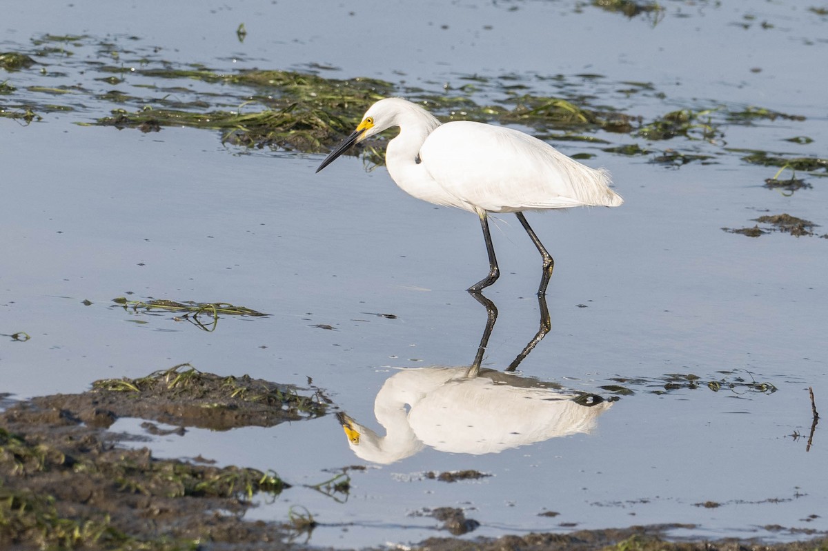 Snowy Egret - Nancy Christensen