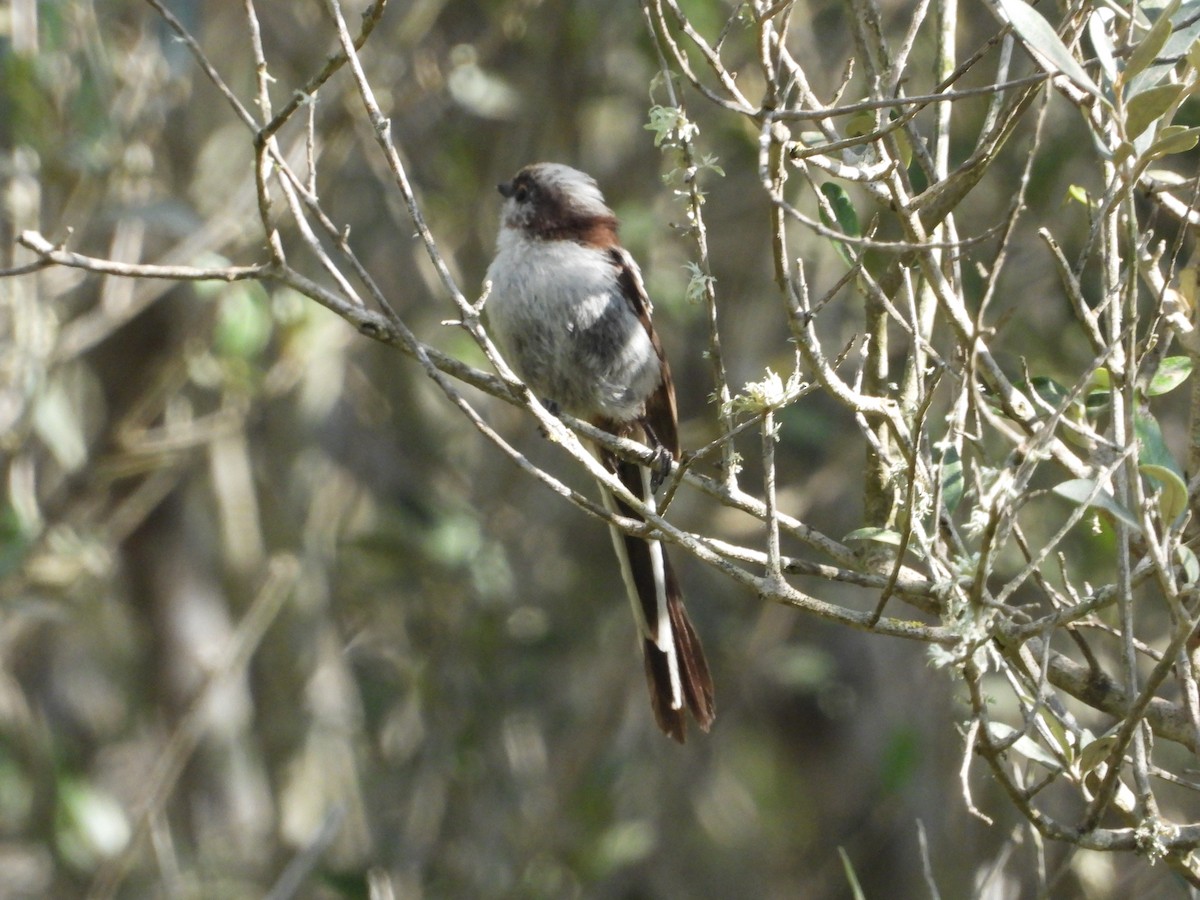 Long-tailed Tit - ML620794491