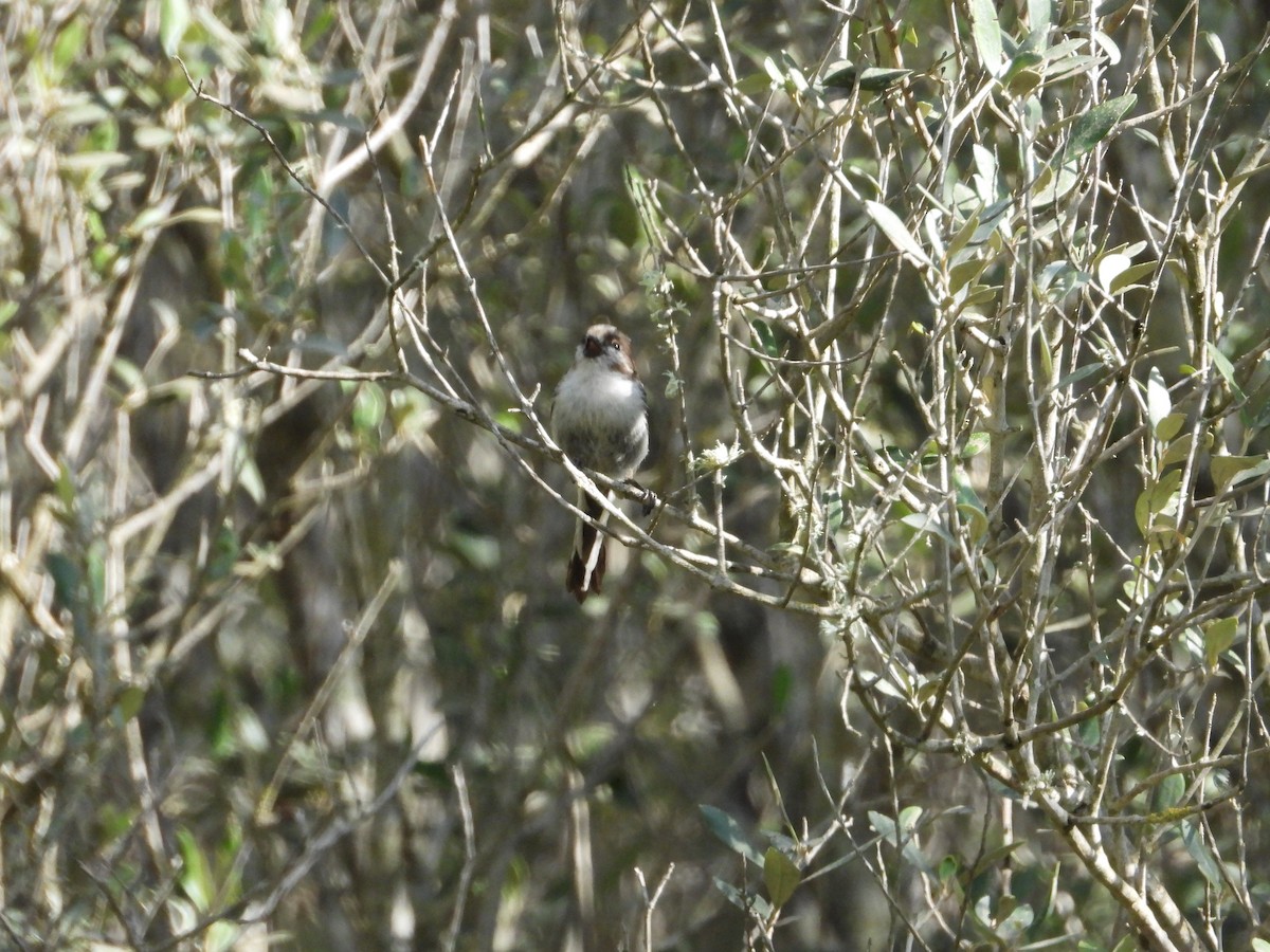 Long-tailed Tit - Pablo García