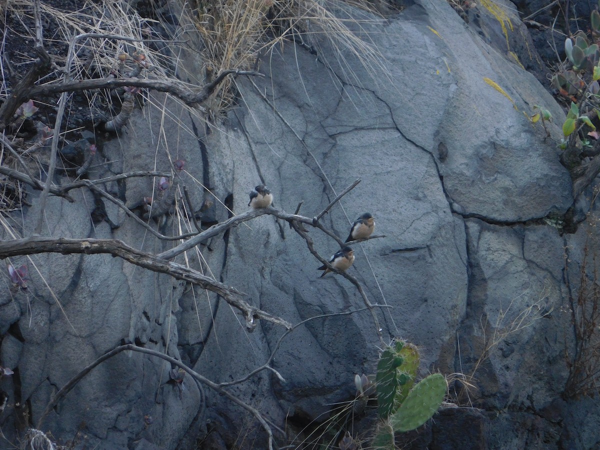 Barn Swallow - ML620794493