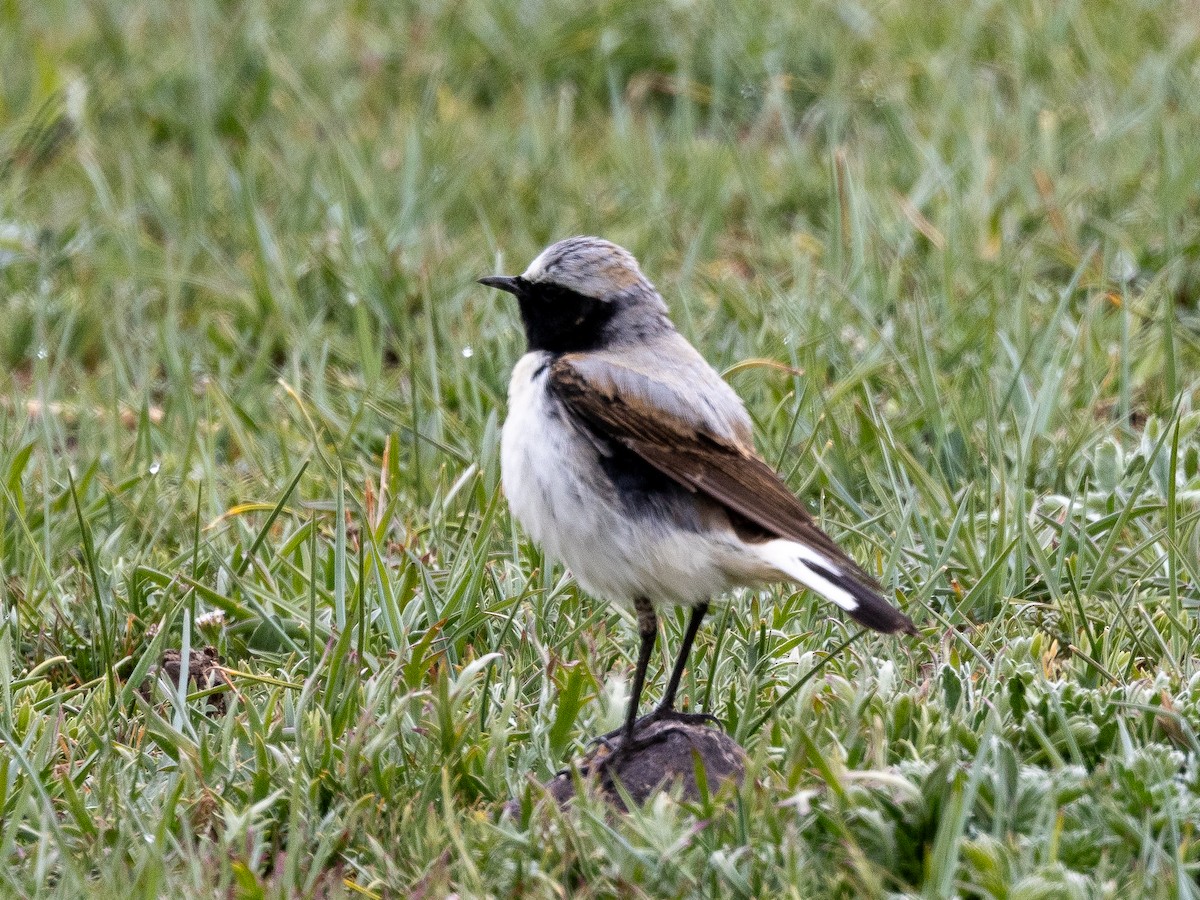 Desert Wheatear - ML620794503