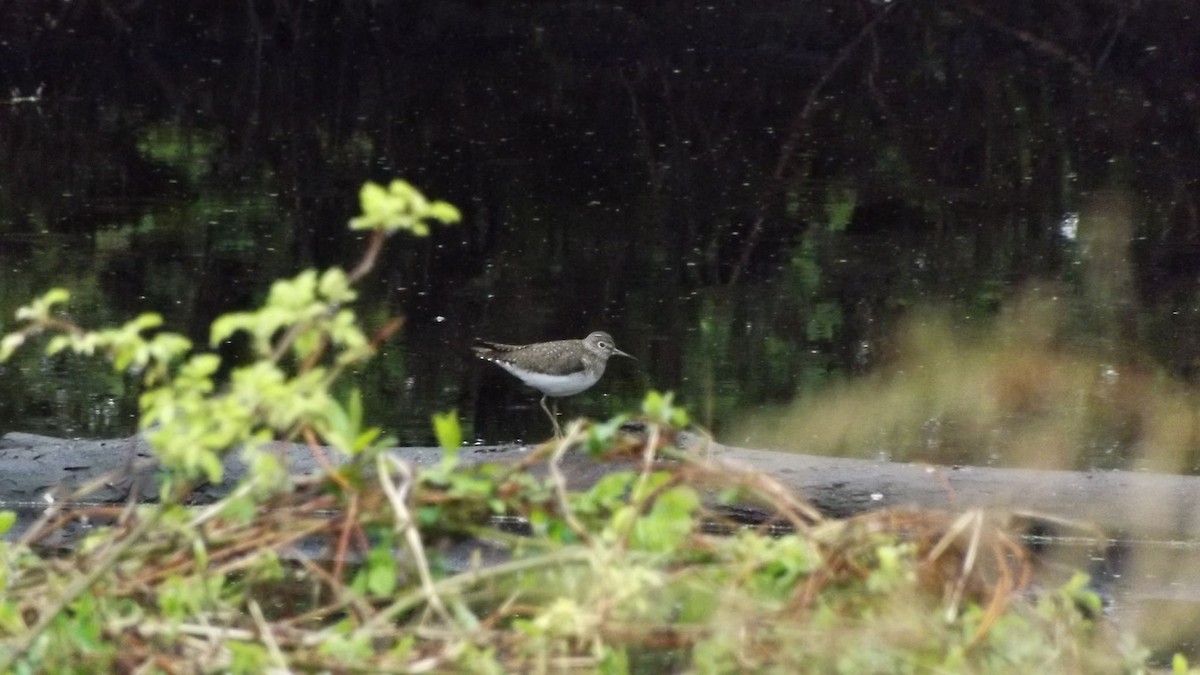 Solitary Sandpiper - ML62079451