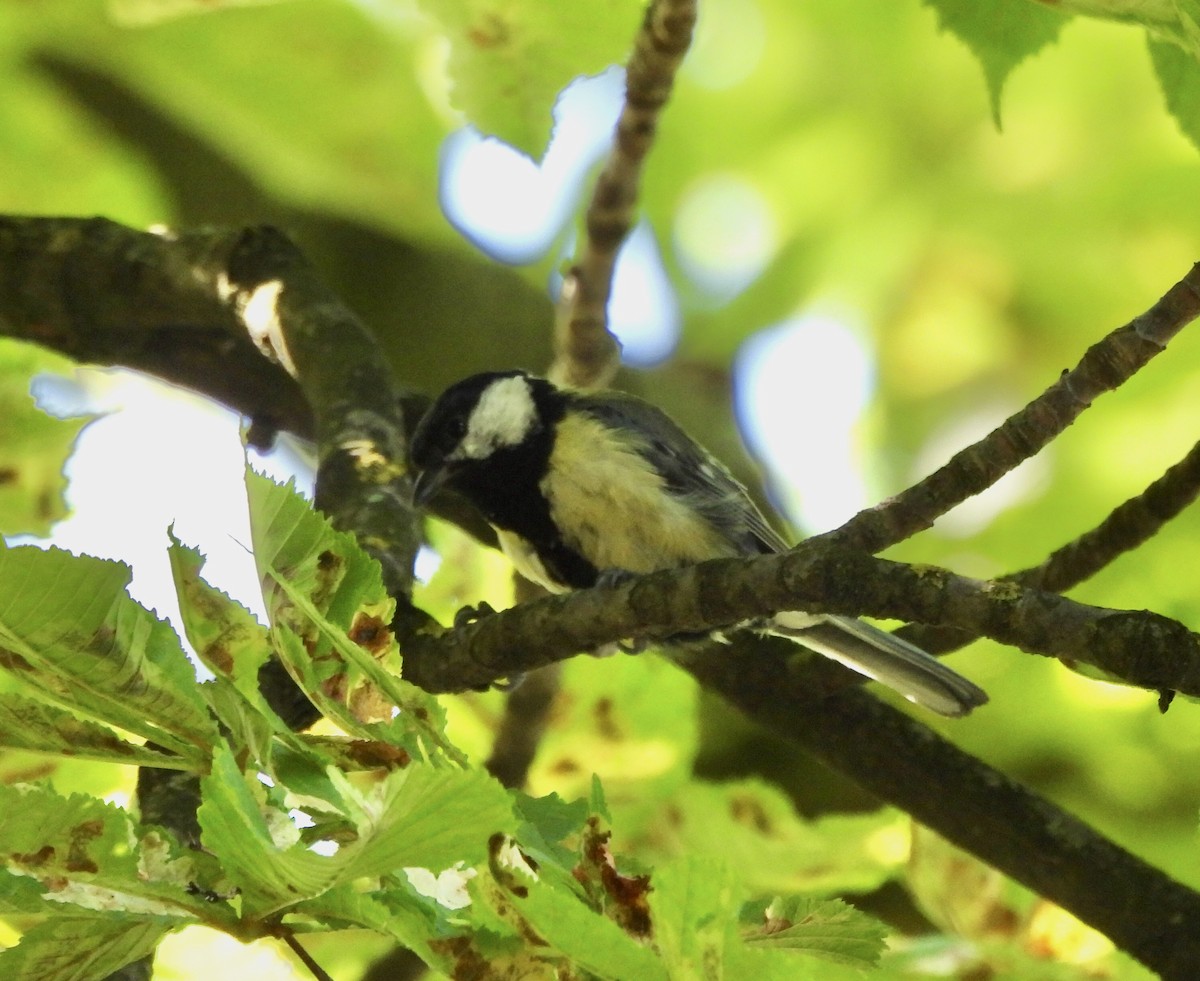 Great Tit - ML620794510