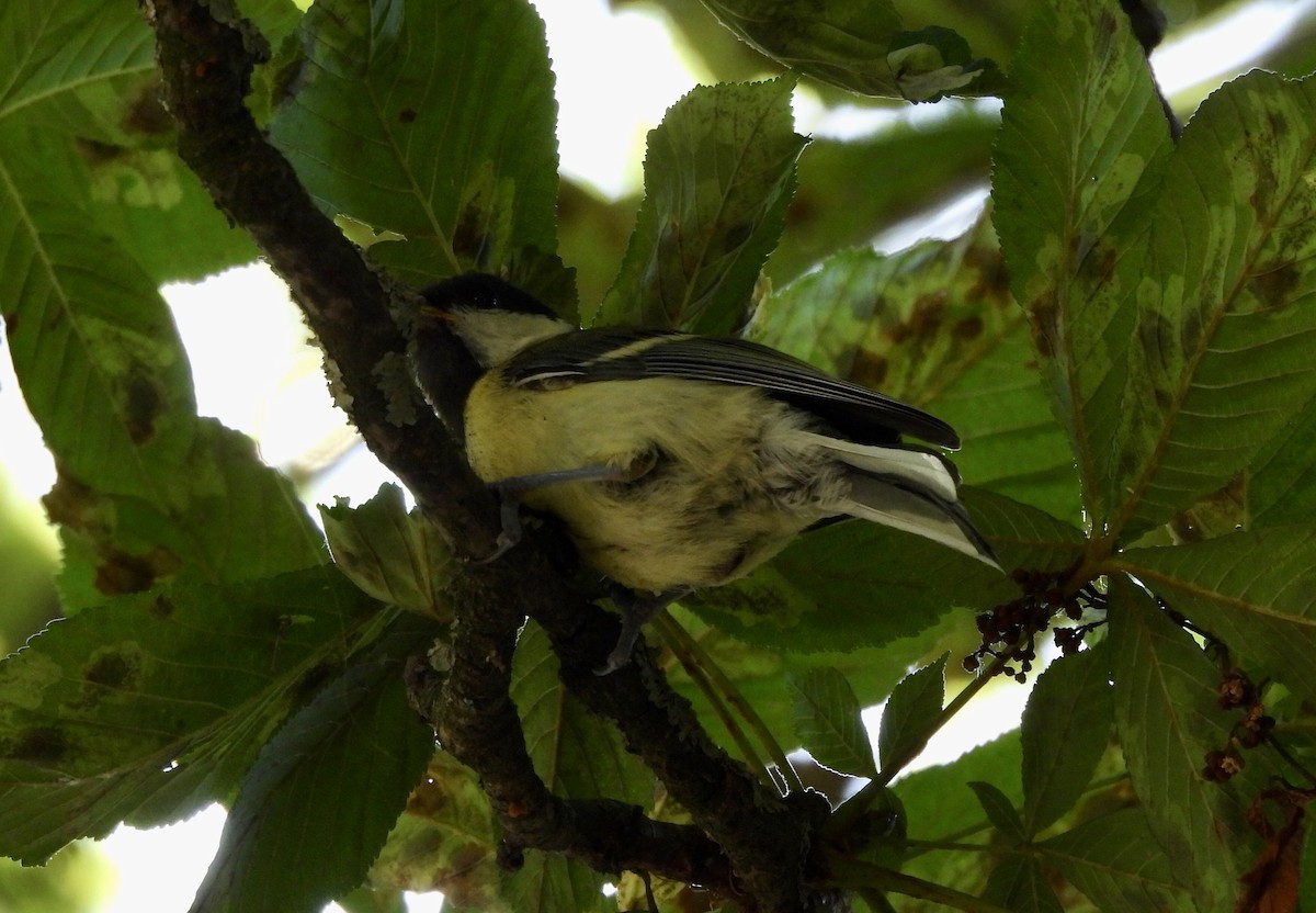 Great Tit - ML620794511