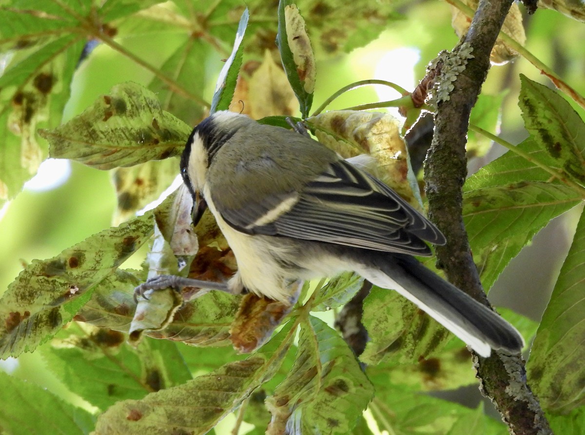 Great Tit - ML620794513