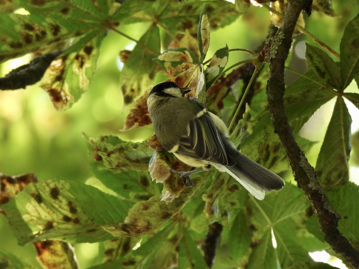 Great Tit - ML620794514