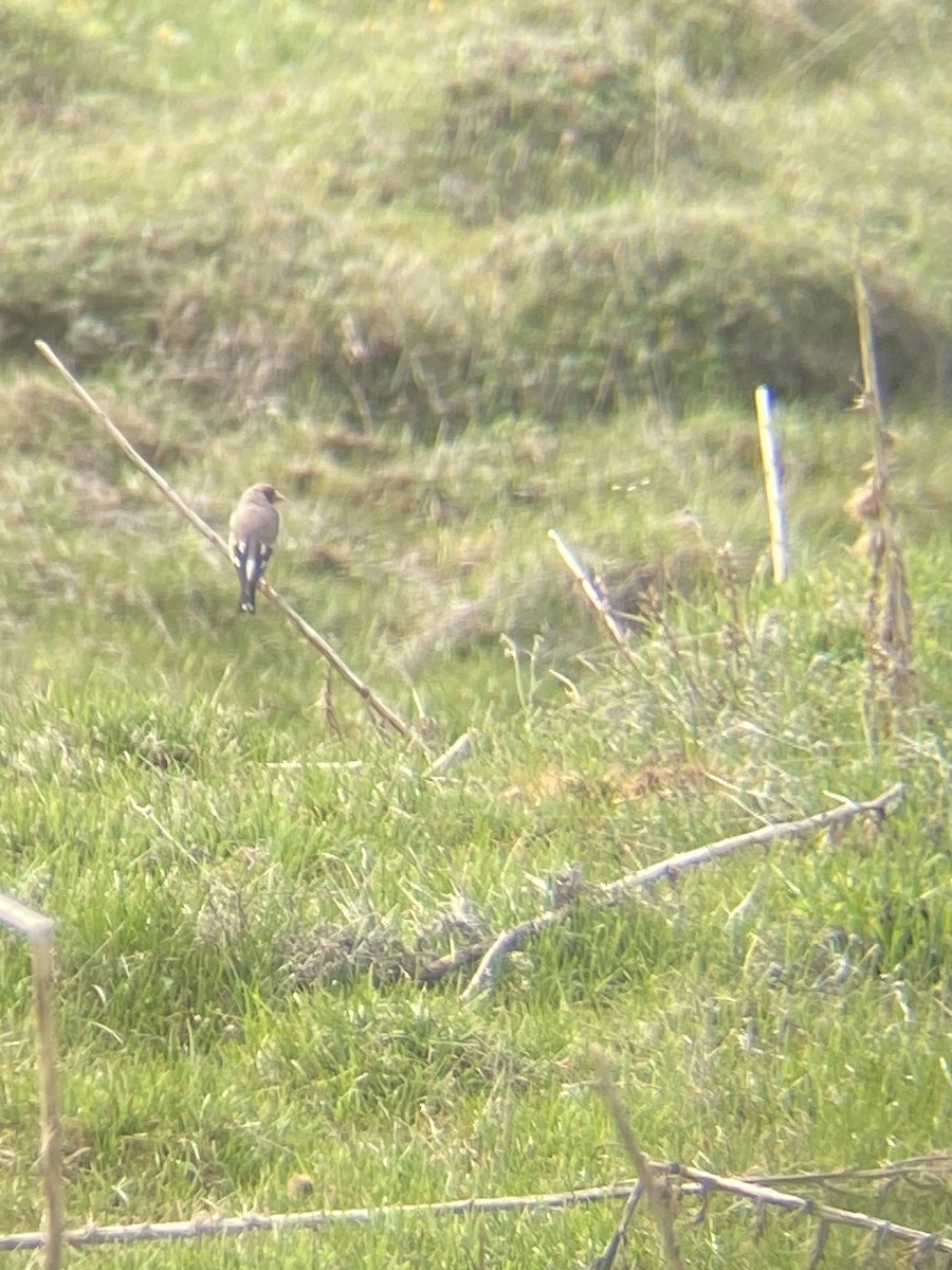 European Goldfinch - ML620794517