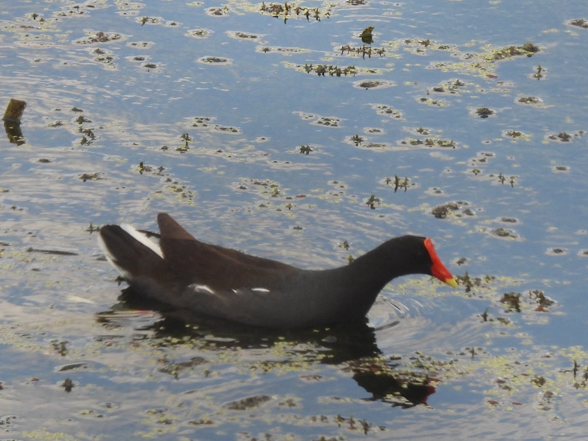 Gallinule d'Amérique - ML620794520