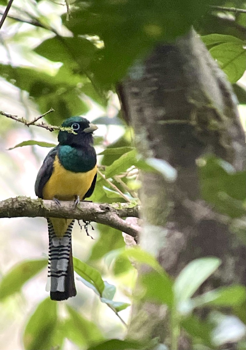 Northern Black-throated Trogon - ML620794523