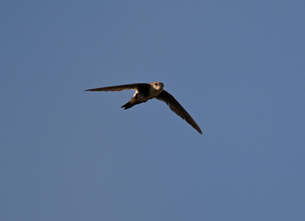 White-throated Swift - ML620794524